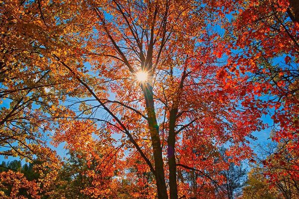 Canada-Ontario-Chutes Provincial Park Sunburst on autumn tree foliage